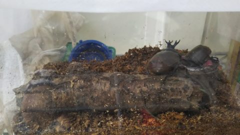 カブト狩りじゃぁ～